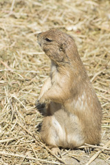 souslik (ground squirrel)