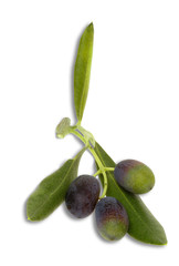 Olive nere Taggiasche
