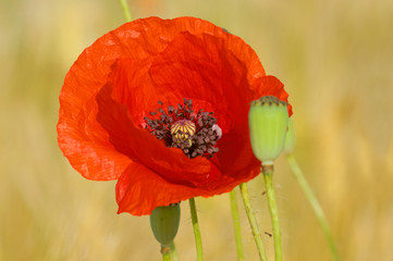 Mohnblume