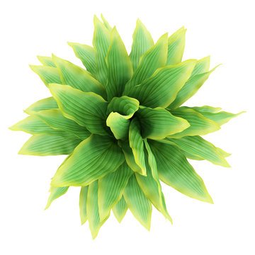 top view of funkia bush isolated on white background