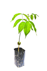 Seedling on a white background.