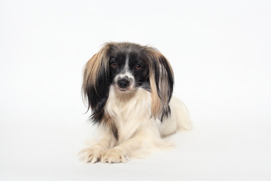 papillon dog Close-up portrait on a white background