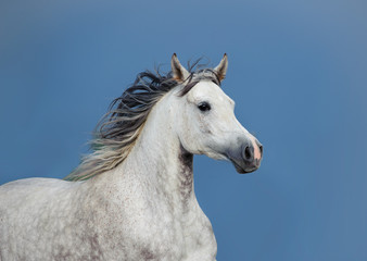 Fototapeta na wymiar arabian horse