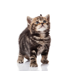 kitten on a white background