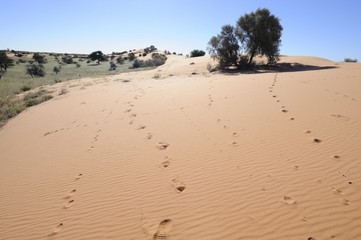 Kalahari desert landscape ~dune tracks