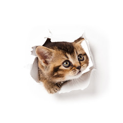 kitten looking up in paper.