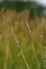 wheat in a field