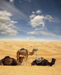 Camels in the Sahara