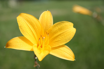 Yellow Day-lily