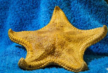Sea star