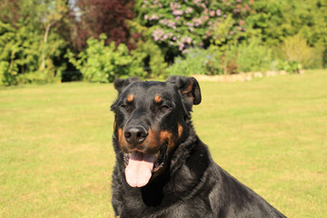 portrait of a purebred french sheepdog beauceron