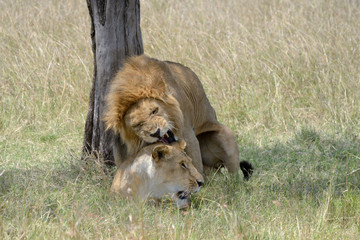 Lion pair mating.