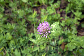 Клевер луговой на фоне зеленой травы (Trifolium pratense)