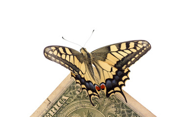butterfly Papilio Machaon sitting on one dollar