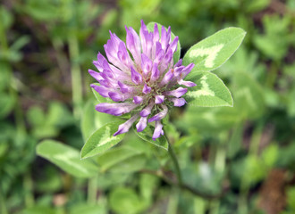 Red clover on the background of green grass (Trifolium pratense)