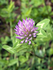 Клевер луговой на фоне зеленой травы (Trifolium pratense)