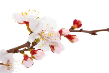 beautiful apricot blossom isolated on white.