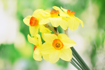 Fototapeta premium beautiful yellow daffodils on green background