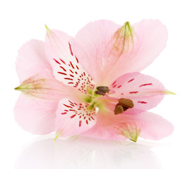 Fototapeta na wymiar alstroemeria pink flower isolated on white