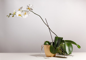 orchidee, phalaenopsis