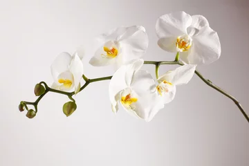 Foto auf Acrylglas Orchidee, Phalaenopsis © pixelkorn
