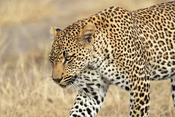 Fototapeten Pirschender Leopard © EcoView