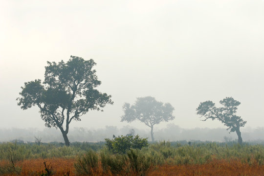 Trees in mist, Kruger N/P, South Africa