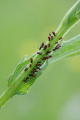 plant-louse