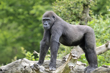 Jeune gorille de 8 ans