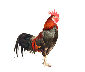 Rooster isolated on white background