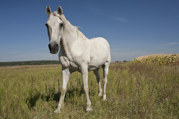 Obraz premium Horse outdoor