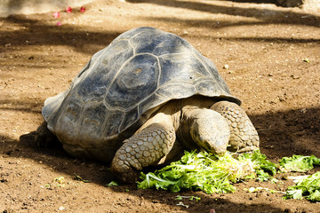 Galapagos tortoise eating leaves in Loro park, Tenerife, Spain