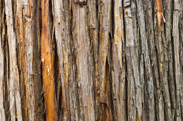 Old Wood's Bark