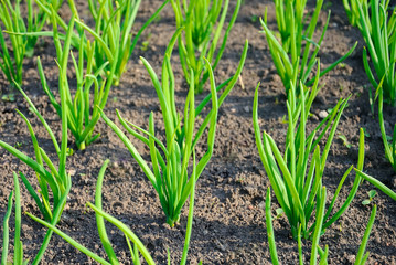 Green young onion