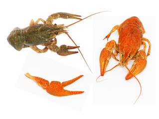 crawfish on white background