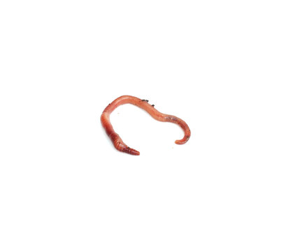 red worm
