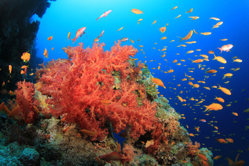 Fototapeta na wymiar Czerwone Korale miękkie i tropikalna ryba na rafie oceanu