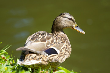 Stockente im Profil