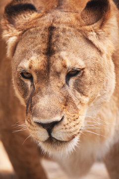 Closeup  portrait of lioness. Outdoors