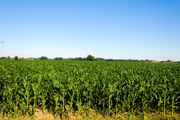 Corn field