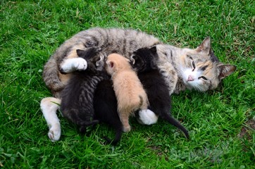 Fototapeta Cat-mum feeding kittens obraz