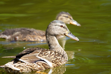 Mama Ente mit ihrem Jungen