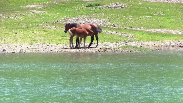 cavalli al pascolo liberi
