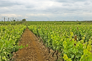 Fototapeta na wymiar vineyard with cloudy sky