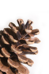 Pine Cone