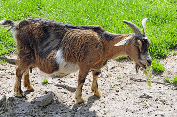 Ziege