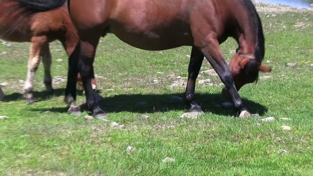 cavalli liberi al pascolo