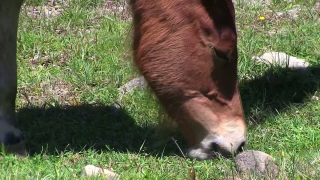 cavalli liberi al pascolo