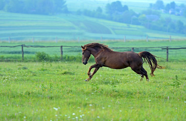 Fototapeta premium Horse