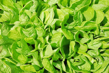 Lettuce Leaves